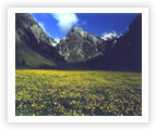 �koly